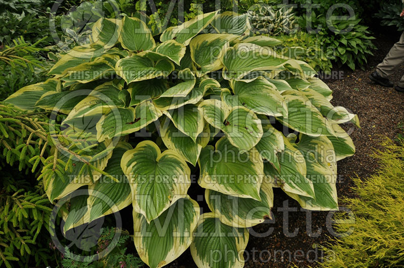 Hosta Victor (Hosta funkia august lily) 1 