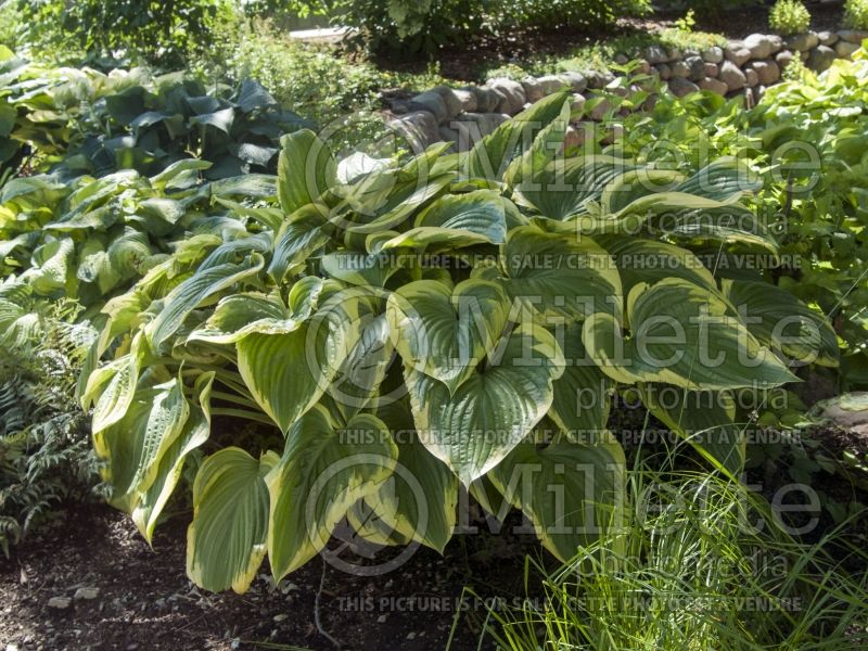 Hosta Victory (Hosta funkia august lily) 3 