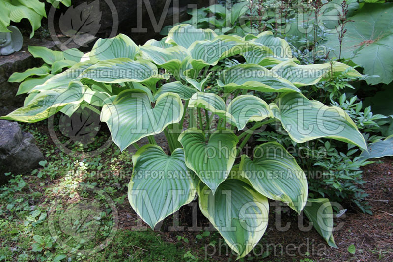 Hosta Victory (Hosta funkia august lily) 2 