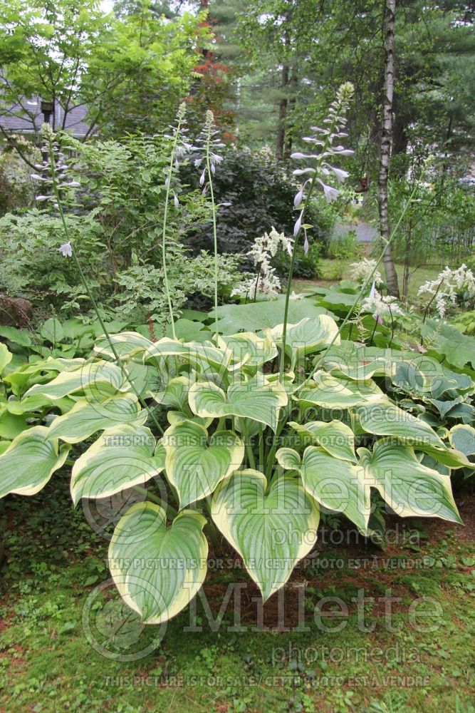 Hosta Victory (Hosta funkia august lily) 4 