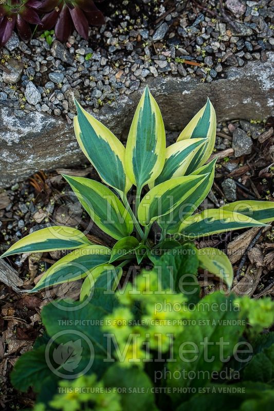 Hosta Virginia Reel (Hosta funkia august lily) 1