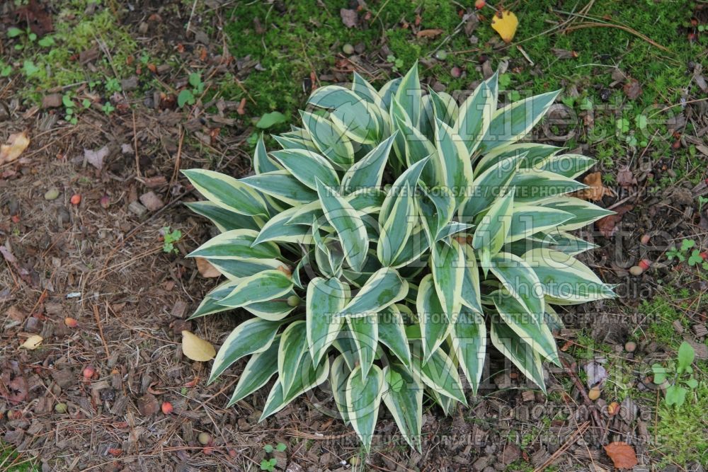 Hosta Virginia Reel (Hosta funkia august lily) 2