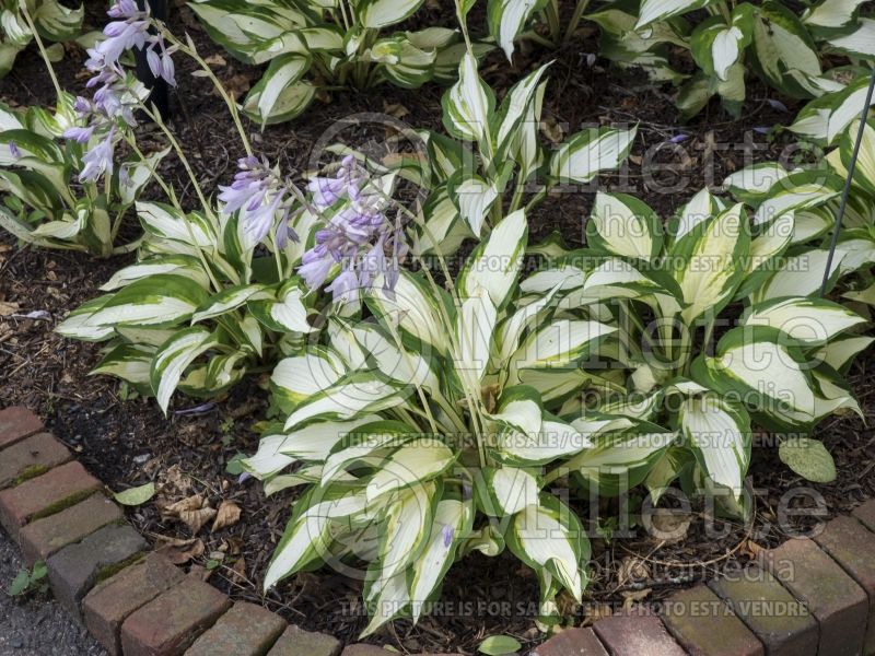 Hosta Vulcan (Hosta funkia august lily) 3 