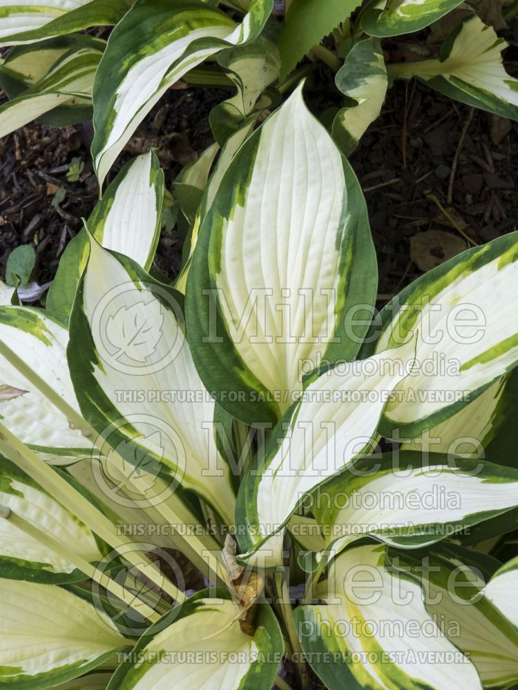 Hosta Vulcan (Hosta funkia august lily) 4 