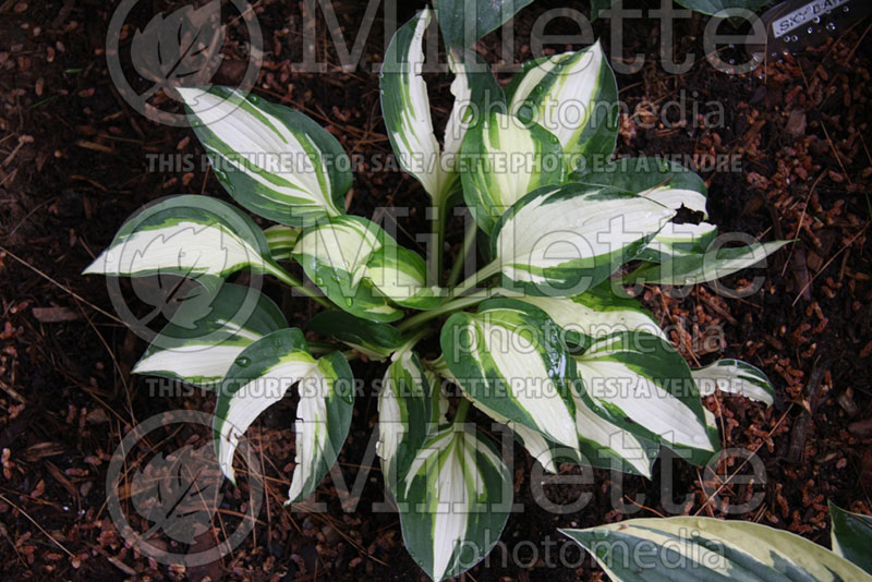 Hosta Vulcan (Hosta funkia august lily) 2 