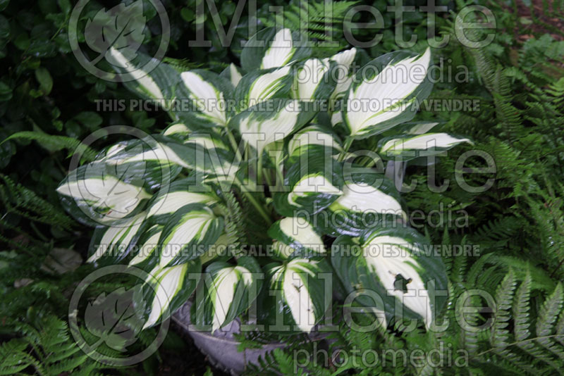 Hosta Vulcan (Hosta funkia august lily) 1 