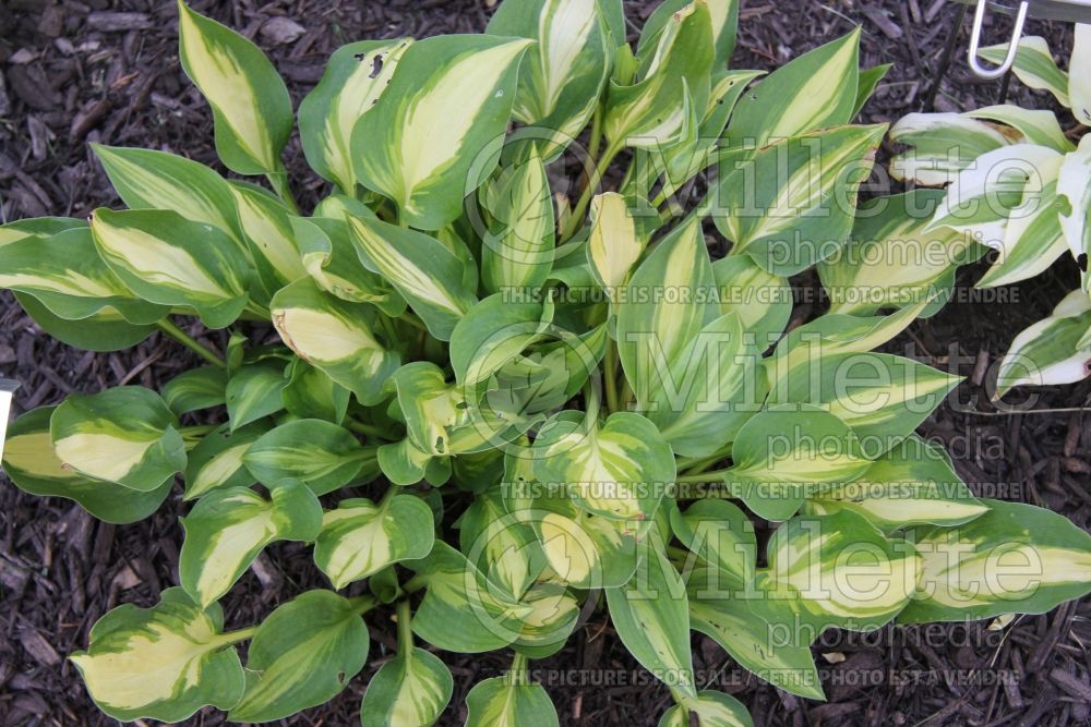 Hosta War Bonnet (Hosta funkia august lily) 1 