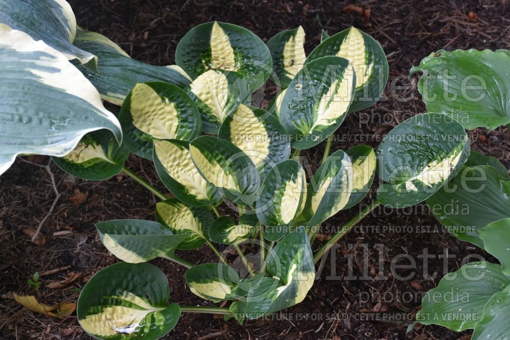 Hosta Warwick Comet (Hosta funkia august lily) 4 