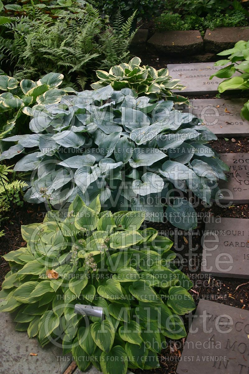 Landscaping with Hosta Warwick Curtsey and Hosta Hadspen (Landscaping) 1