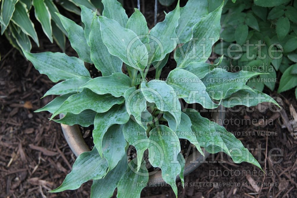 Hosta Shadowland Waterslide (Hosta funkia august lily) 1