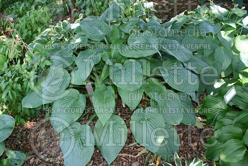 Hosta Wheaton Blue (Hosta funkia august lily) 1 