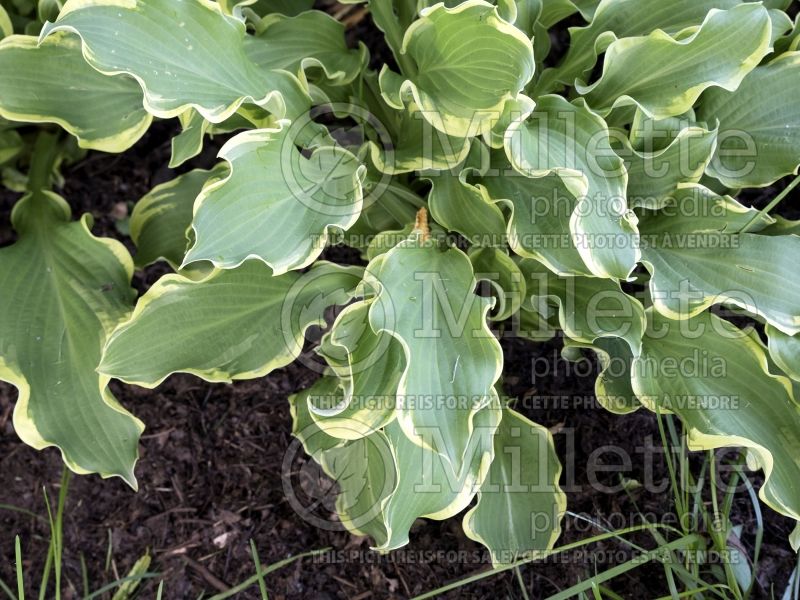 Hosta Wheee! (Hosta funkia august lily) 5 