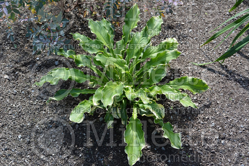 Hosta Wheee! (Hosta funkia august lily) 1 