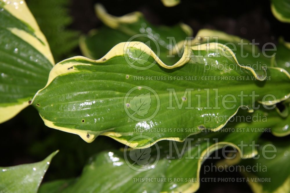 Hosta Wheee! (Hosta funkia august lily) 2 