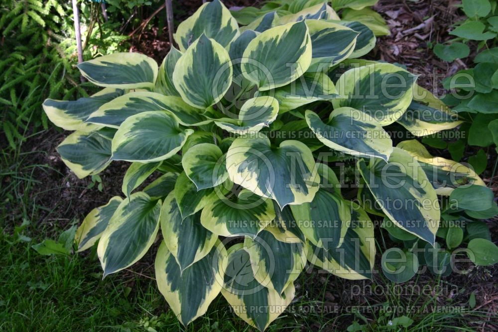 Hosta Whirling Dervish (Hosta funkia august lily) 1