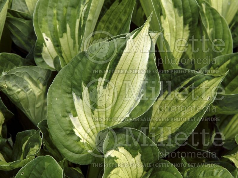 Hosta Whirlwind (Hosta funkia august lily) 5 