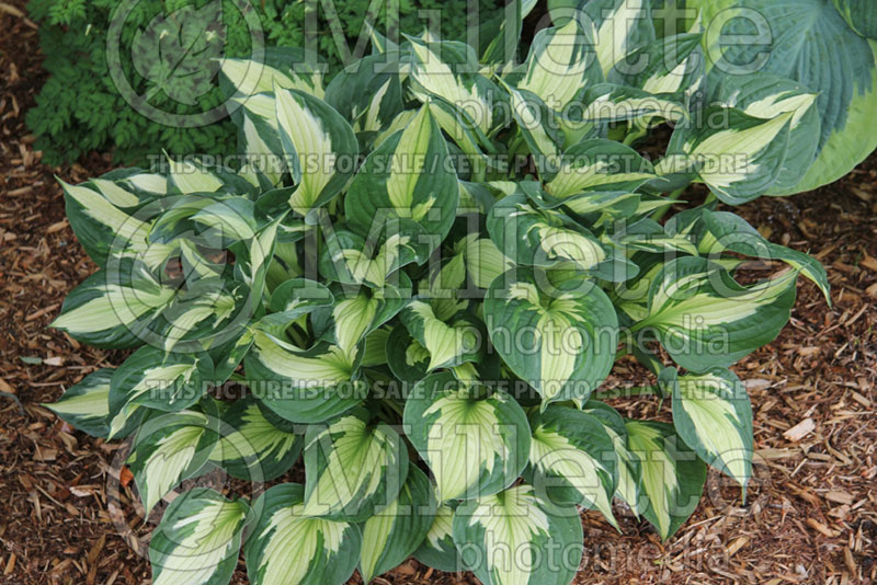 Hosta Whirlwind (Hosta funkia august lily) 1 