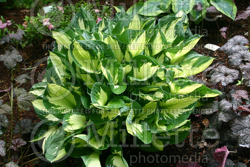 Hosta Whirlwind (Hosta funkia august lily) 4