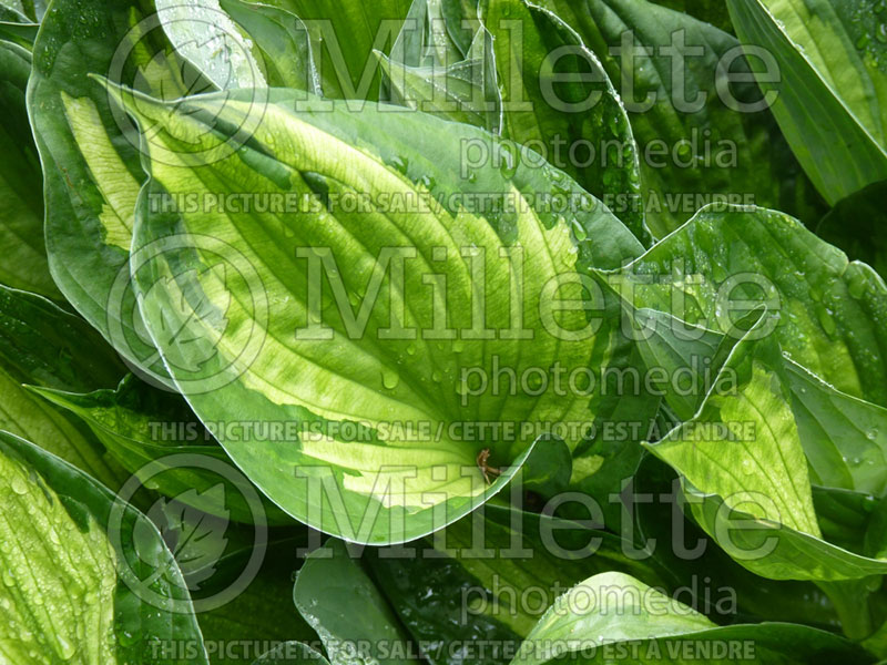 Hosta Whirlwind (Hosta funkia august lily) 2 