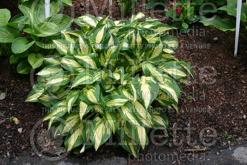 Hosta Whirlwind Tour (Hosta funkia august lily) 1