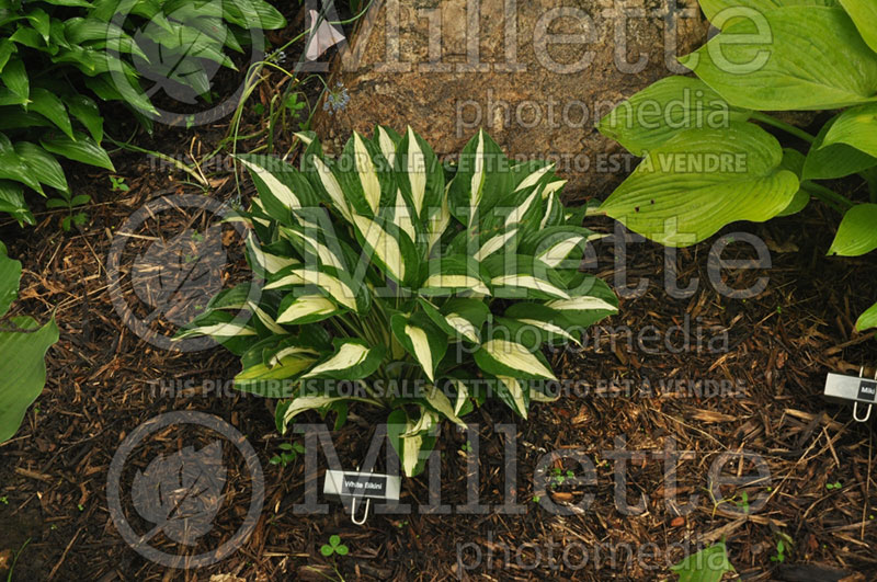 Hosta White Bikini (Hosta funkia august lily) 1 