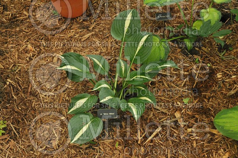 Hosta White Bikini (Hosta funkia august lily) 2 