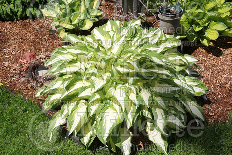 Hosta White Christmas (Hosta funkia august lily) 1 