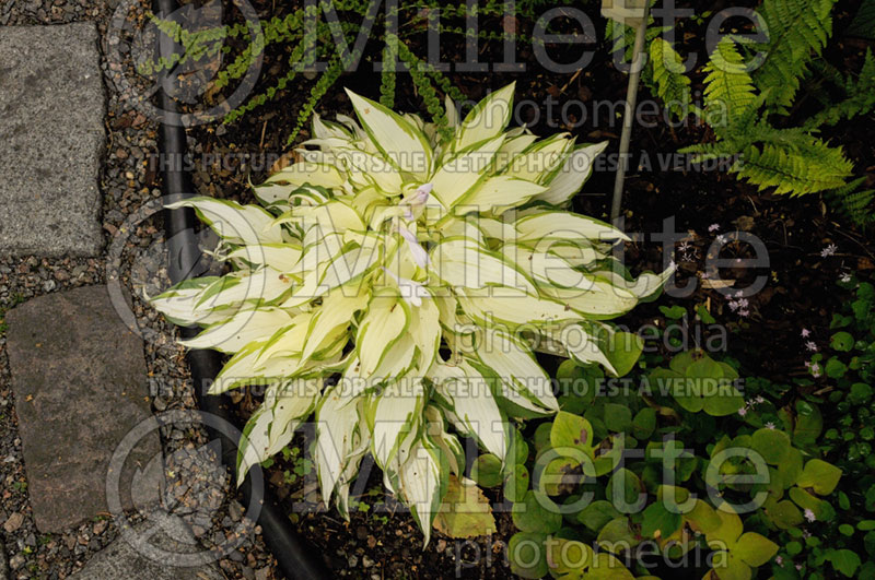 White Christmas (Hosta funkia august lily) 3 