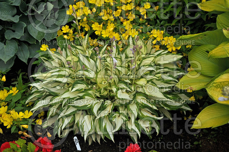 Hosta White Christmas (Hosta funkia august lily) 2 