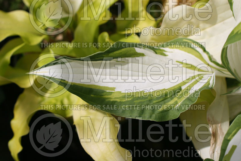 Hosta White Elephant (Hosta funkia august lily) 1 