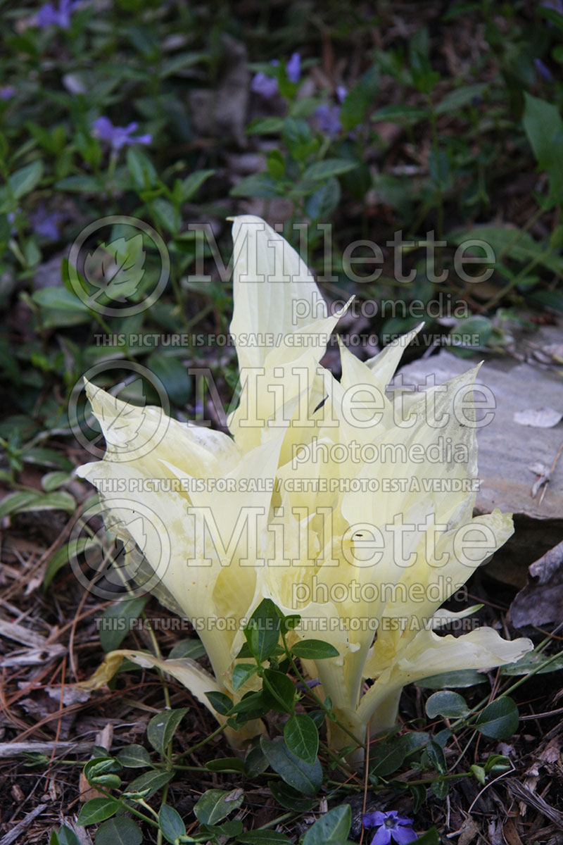 Hosta White Feather (Hosta funkia august lily) 2 