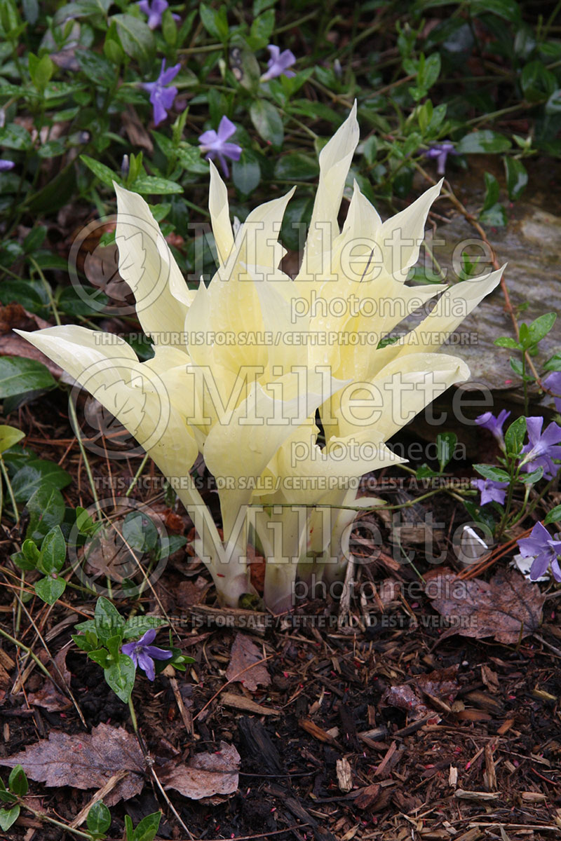 Hosta White Feather (Hosta funkia august lily) 1 