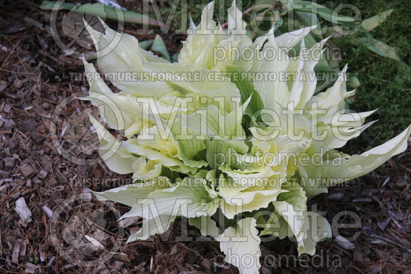 Hosta White Wall Tire (Hosta funkia august lily)  2