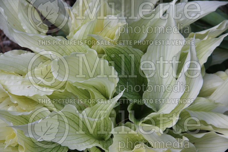 Hosta White Wall Tire (Hosta funkia august lily)  3