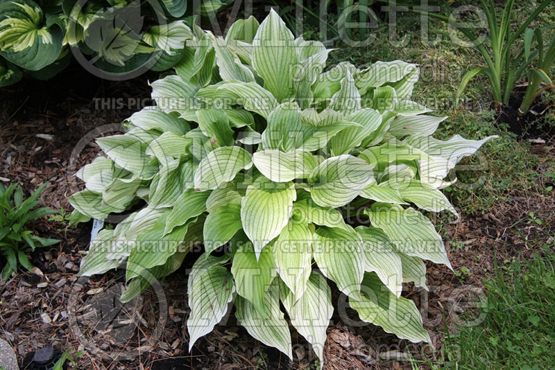 Hosta White Wall Tire (Hosta funkia august lily)  5