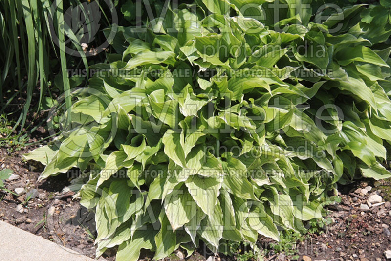 Hosta White Wall Tire (Hosta funkia august lily) 1 