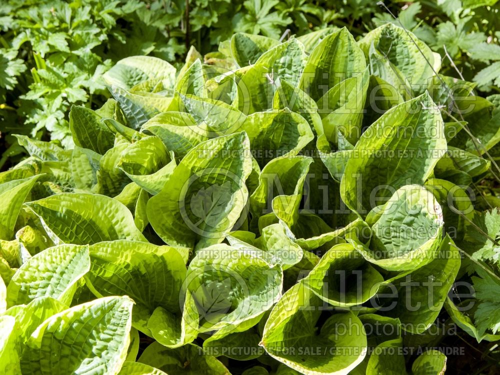 Hosta Wide Brim (Hosta funkia august lily) 4 