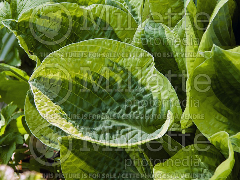 Hosta Wide Brim (Hosta funkia august lily) 2 