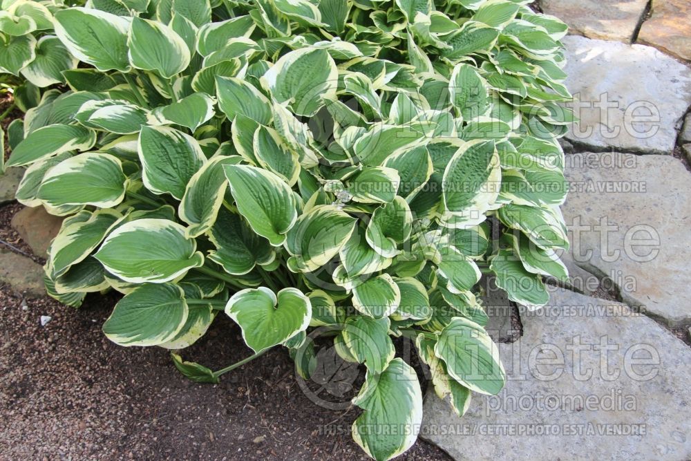 Hosta Wide Brim (Hosta funkia august lily) 5 