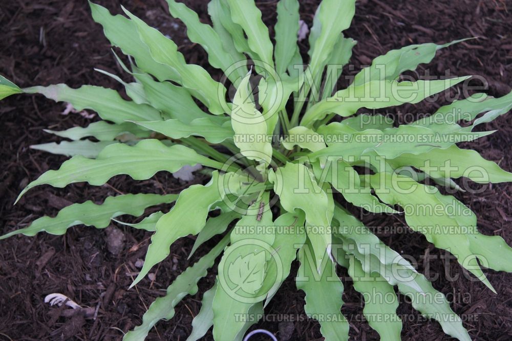 Hosta Wiggles and Squiggles (Hosta funkia august lily) 1 