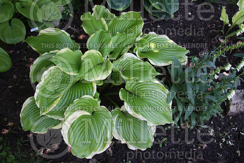 Hosta Winter Snow (Hosta funkia august lily) 1 