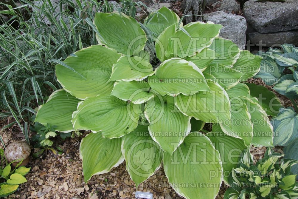 Hosta Winter Snow (Hosta funkia august lily) 2 