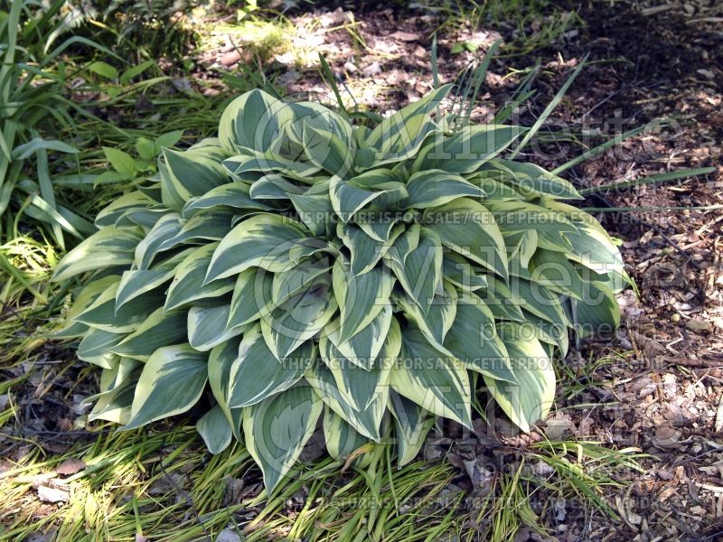 Hosta Wolverine (Hosta funkia august lily) 2 