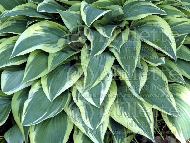 Hosta Wolverine (Hosta funkia august lily) 3 