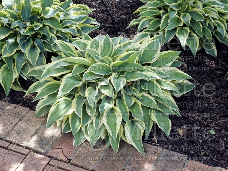 Hosta Wolverine (Hosta funkia august lily) 4 