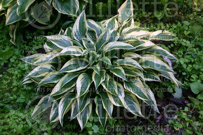 Hosta Wolverine (Hosta funkia august lily) 1 