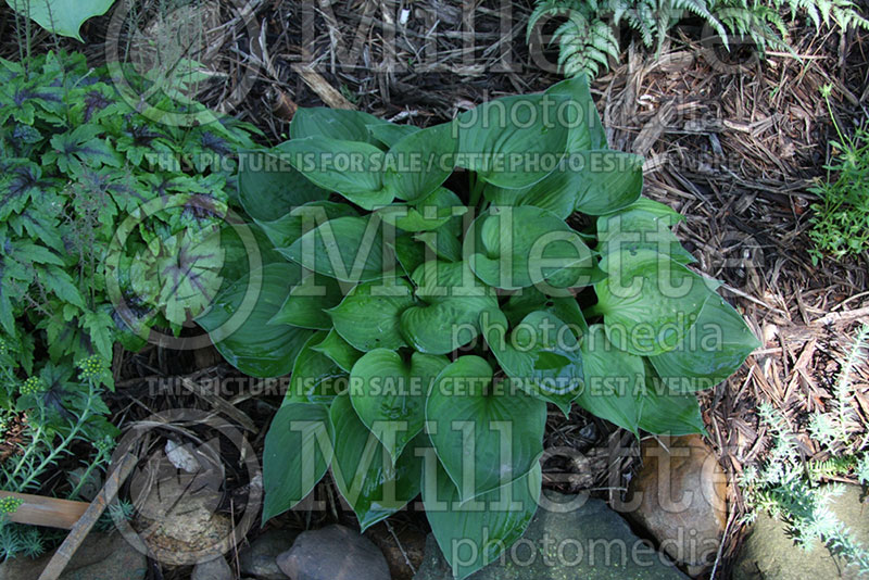 Hosta Worldly Treasure (Hosta funkia august lily) 2 