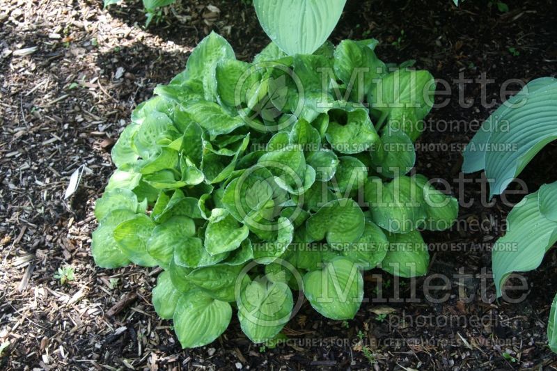 Hosta Wylde Green Cream (Hosta funkia august lily) 1 