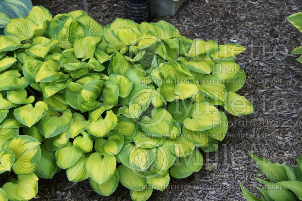 Hosta Wylde Green Cream (Hosta funkia august lily) 3 