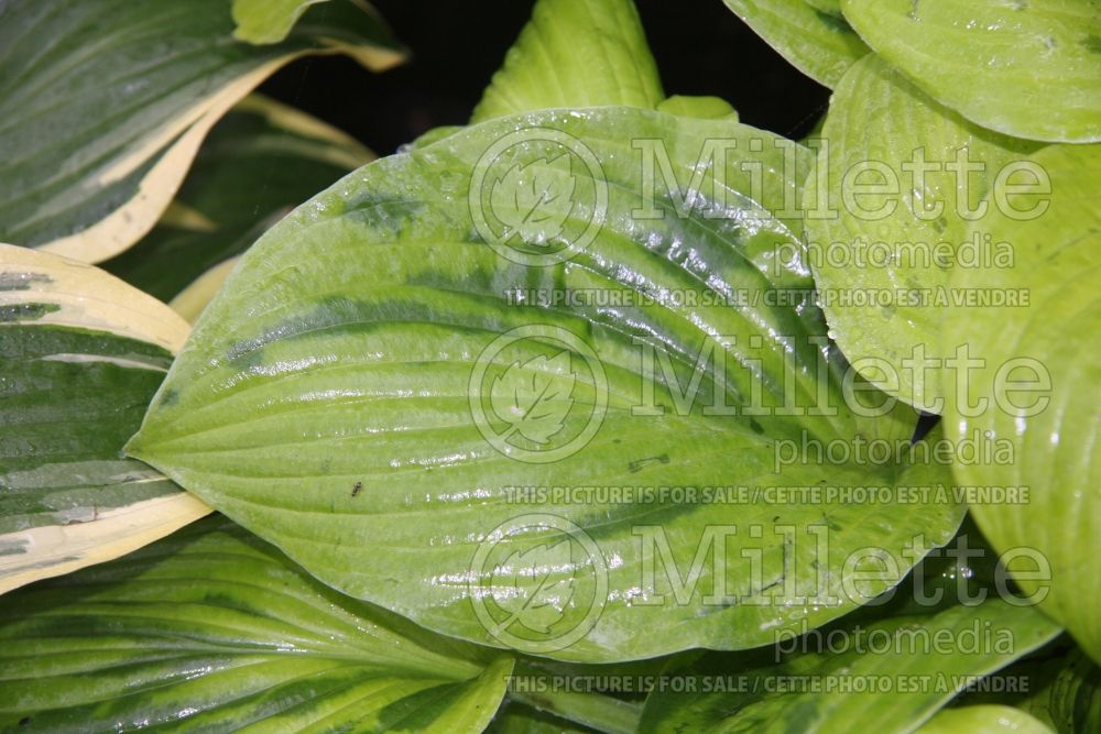 Hosta Xanadu Paisley (Hosta funkia august lily) 2